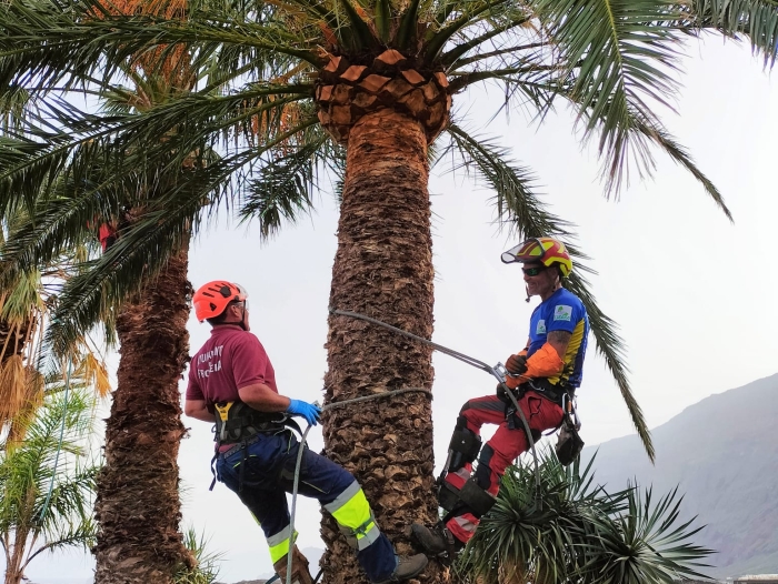 El Ayuntamiento de La Frontera ofrece a los trabajadores de servicios municipales formación de poda de palmeras