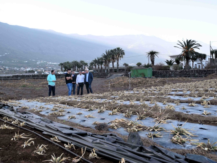 El consejero de Agricultura del Gobierno de Canarias, el presidente del Cabildo y el alcalde de La Frontera visitan fincas afectadas por el temporal de viento